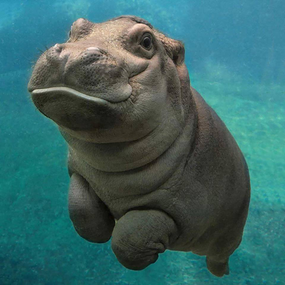 Video Lucu Baby Hippo