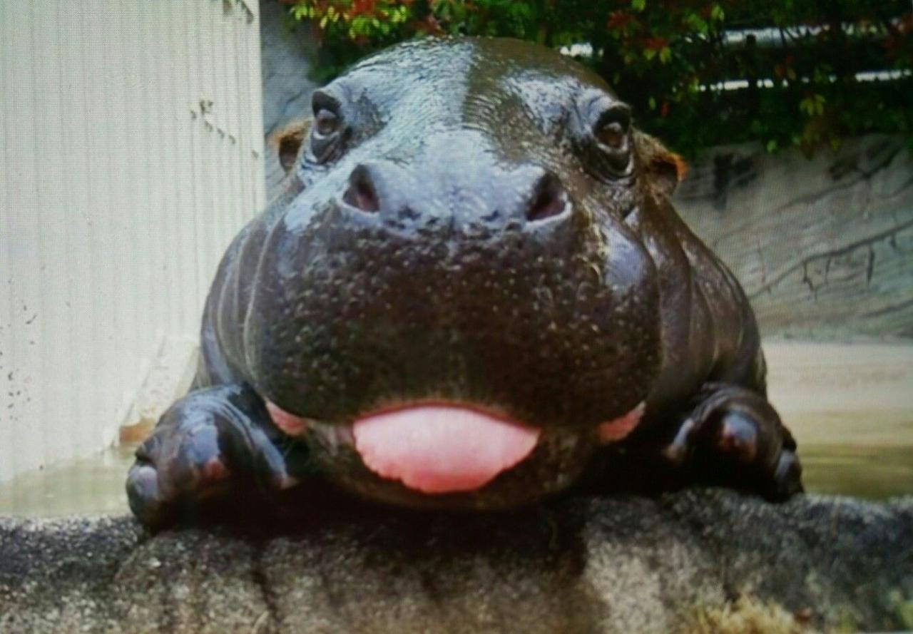 Hippo baby happy cute animals meme hippopotamus hippos funny animal pet tumblr architect roof question non type choose board imgflip